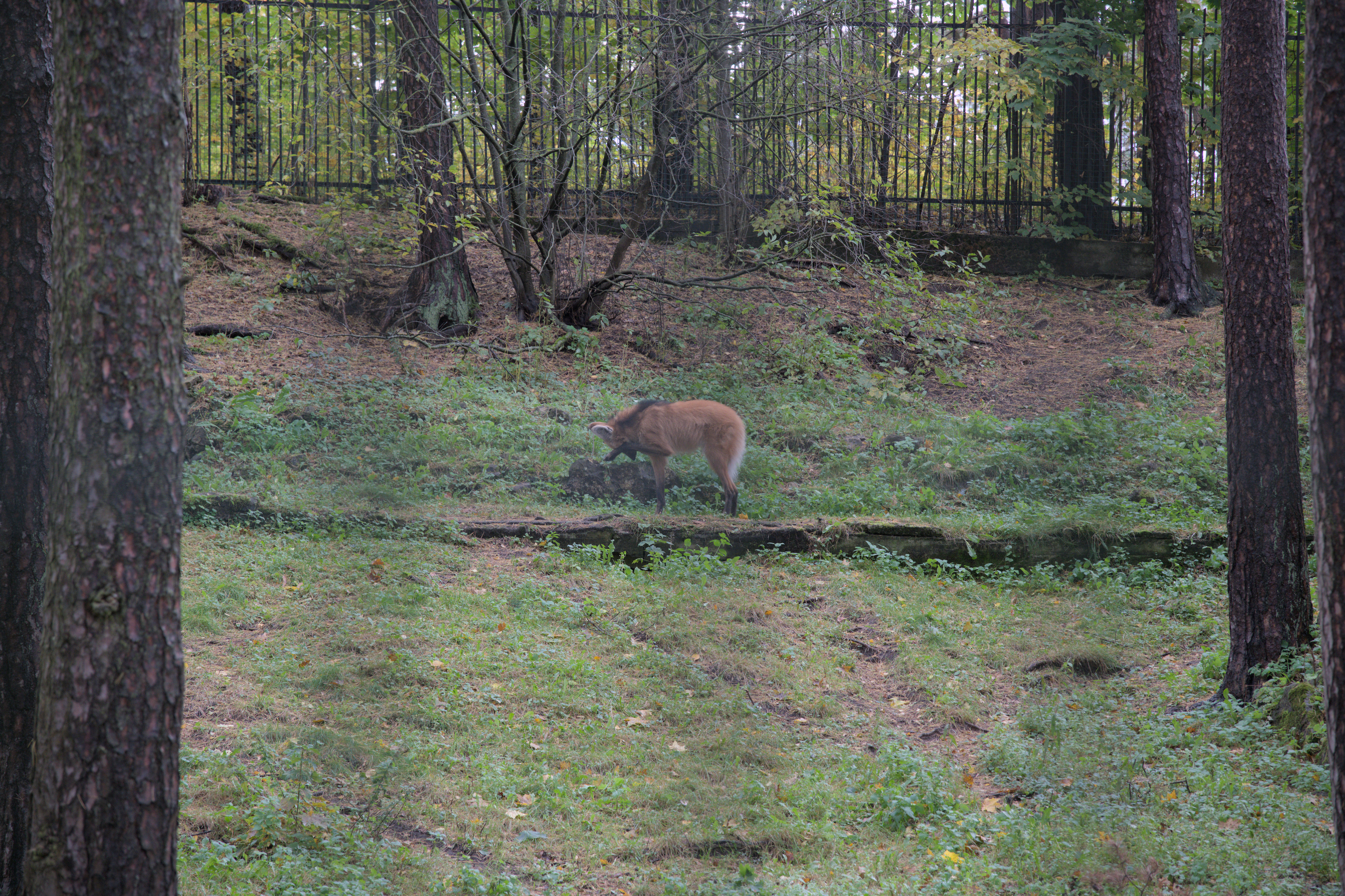 2025/10/12 - zoo/DSC_0052.jpg